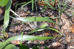 Florida false sunflower